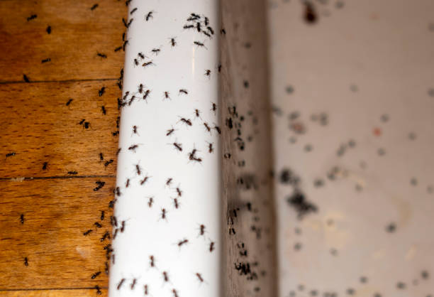 Best Wasp Removal Services  in Woodland Park, CO