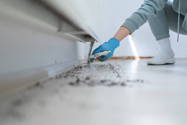 Insect Control in Woodland Park, CO